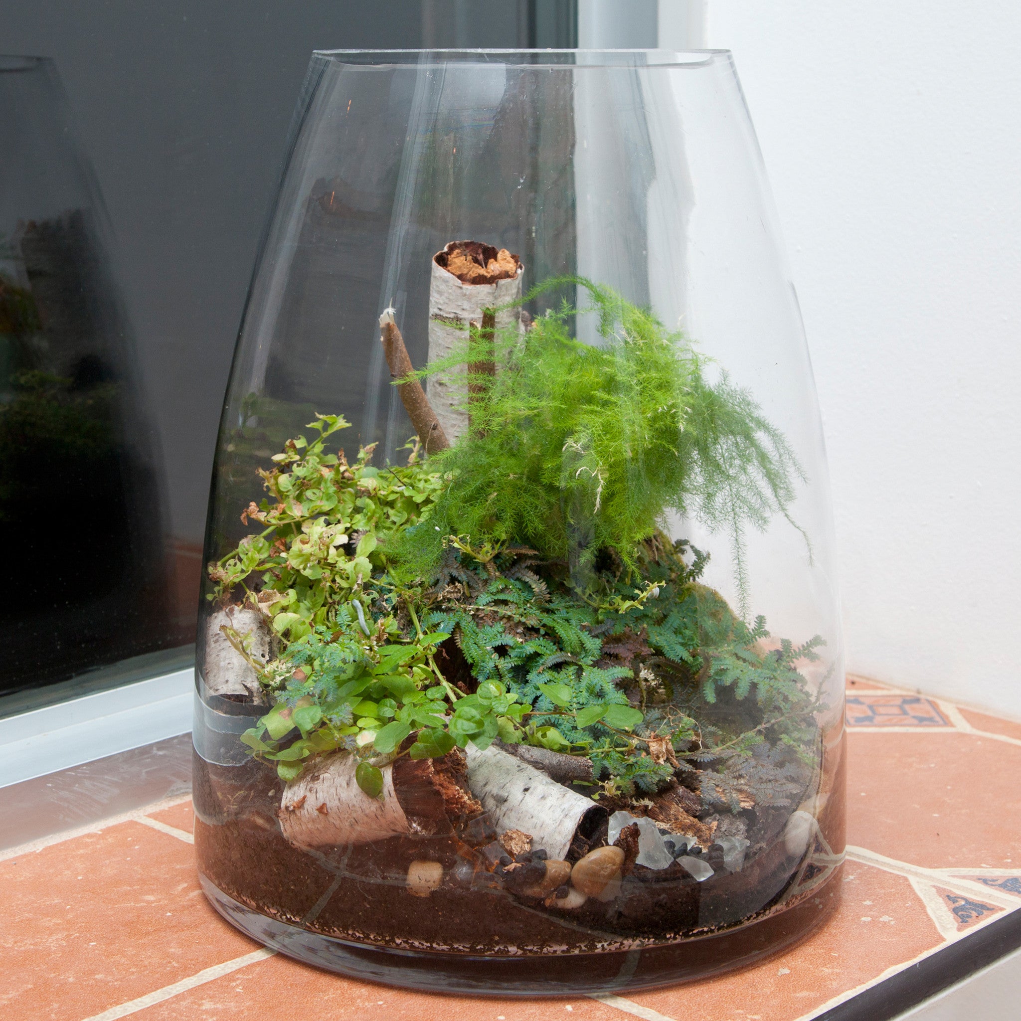 Tall Terrarium – Chrysanthemum Rare Tea & Flowers