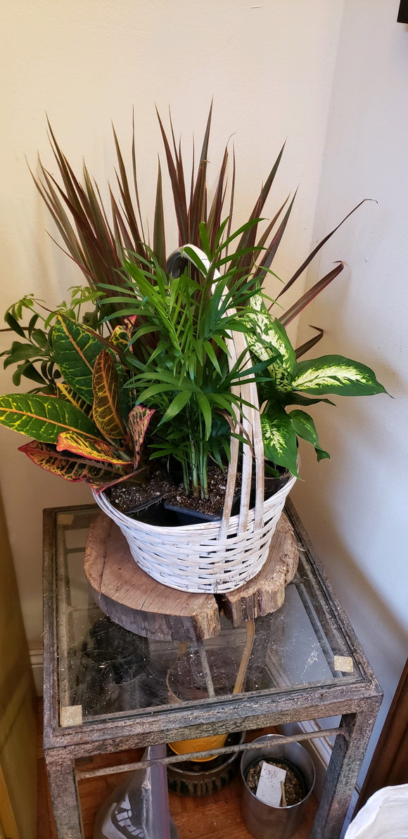 Mixed plants basket
