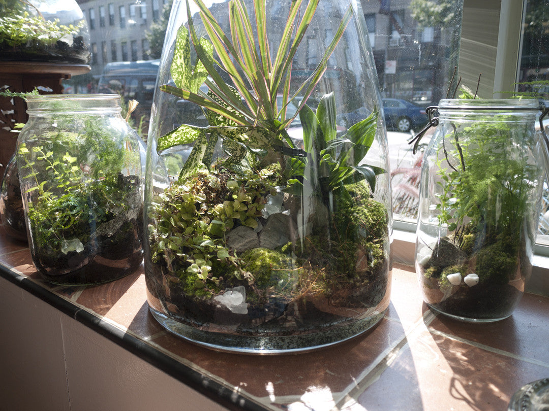 tall plants for terrarium Tall Terrarium – Chrysanthemum Rare Tea & Flowers